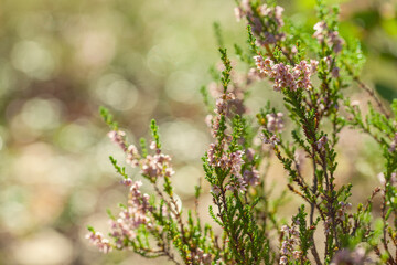 Heather flowers. Small violet flowers on abstract green background. Vintage floral summer background