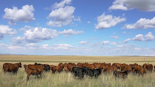 Herd of free-range cattle grazing in grassland on a rural farm, South Africa