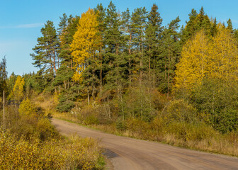 A sunny morning in Karelia.