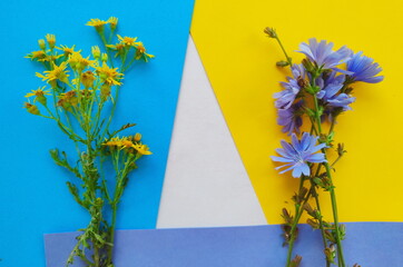 Kwiaty polne, żółte i niebieskie