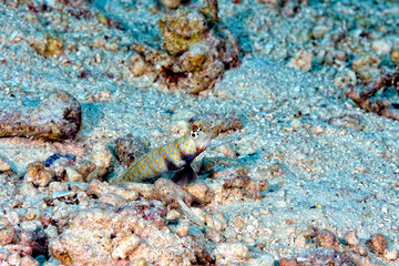 A picture of an orange spotted shrimp goby