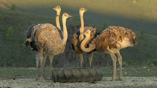 Ostriches feeding on an ostrich farm, Karoo region, Western Cape, South Africa