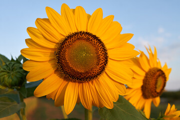 Naklejka premium sunflower on blue sky and morning sunshine 