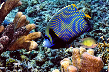 A picture of an emperor fish