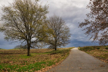 Fototapeta premium nice trees with autumn colos .