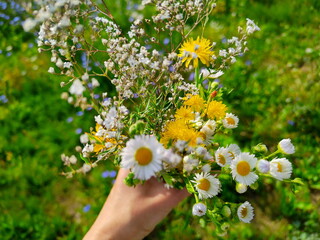 Bukiet kwiatów polnych w dłoni