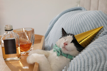 Cute cat wearing birthday hat near tray with whiskey at home. After party hangover