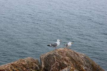 Fototapeta na wymiar Two seagulls on a rock on the shore of lake baikal on olkhon island
