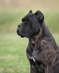 Italian Cane Corso portrait on a green background