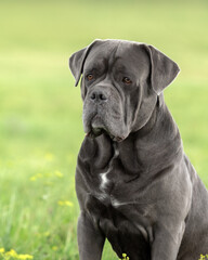 Italian Cane Corso portrait on a green background