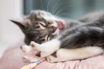 Tabby kitten sleeping on a pillow 7