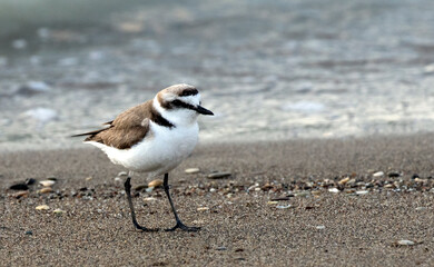 Kentish Plover
