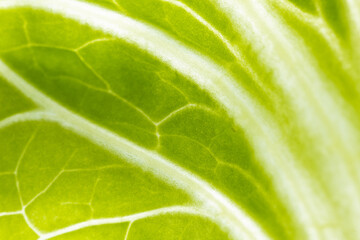 サニーレタスの葉脈