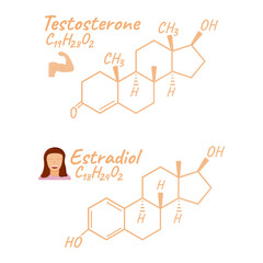 Human hormone estradiol, testosterone concept chemical skeletal formula icon label, text font vector illustration, isolated on white.