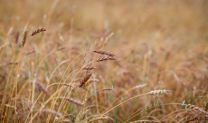 Ears of wheat or rye growing in the field at sunset close-up. A field of rye during the harvest period in an agricultural field.