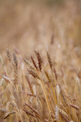 Ears of wheat or rye growing in the field at sunset close-up. A field of rye during the harvest period in an agricultural field.
