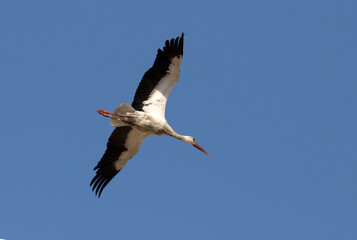 Obraz premium White Stork in Flight