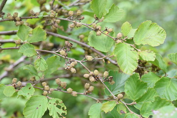 Japanese witch hazel fruits. Hamamelidaceae deciduous shrub.