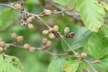 Japanese witch hazel fruits. Hamamelidaceae deciduous shrub.
