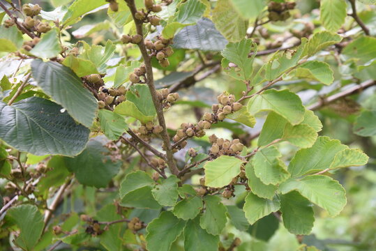 Japanese witch hazel fruits. Hamamelidaceae deciduous shrub.
