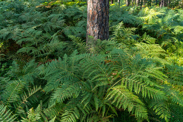 Ferns in the forest