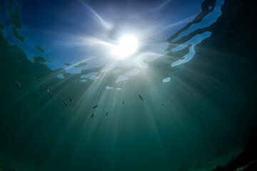Fototapeta na wymiar School of fish swimming in the crystal-clear water, Australia