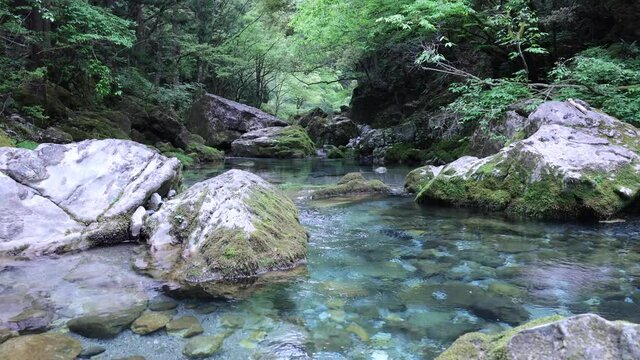 川底が見えるエメラルドグリーンの透き通る伏流水の円原川の流れ