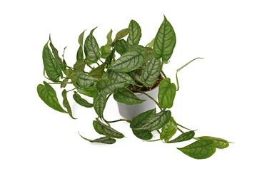 Tropical 'Monstera Siltepecana' houseplant in flower pot on white background