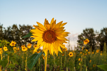 sunflower in the field