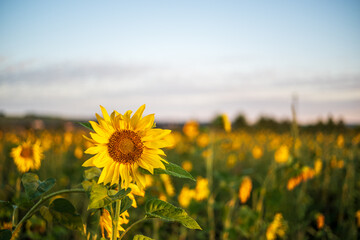 field of sunflowers
