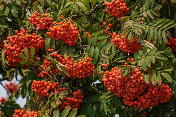 Full rowan tree with orange berries. - obrazy, fototapety, plakaty