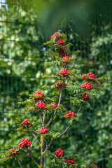 The branch is full of orange rowan berries.