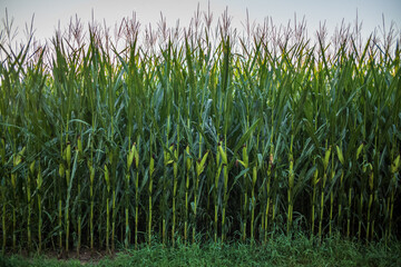 Obraz premium corn in the morniing