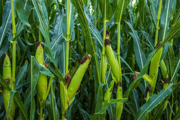 Fototapeta premium green corn forest