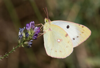 Berger's Clouded Yellow
