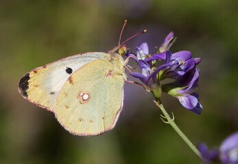 Berger's Clouded Yellow