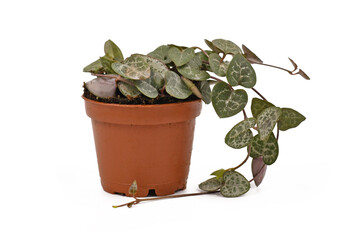 Succulent trailing vine 'Ceropegia Woodii' houseplant in flower pot  on white background. Also...