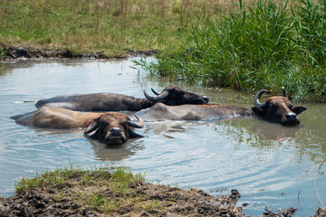 bison swim in the river. Wild bison in the water, in the swamp. Wild nature. Buffalo swimming in the mud. High quality photo