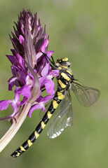 Dragonfly on Orchid Flower