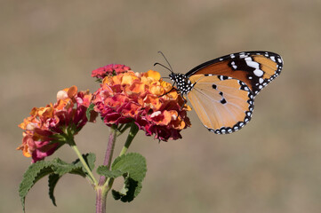 African Queen on Lantana Flower