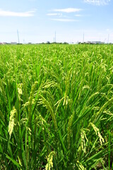 実り始めた稲のある7月の田圃風景