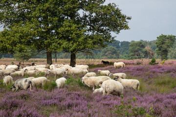 The sheepdog keeps a close eye on the flock of sheep on the blooming heather landscape.