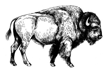 bison bull graphic illustration © Elena