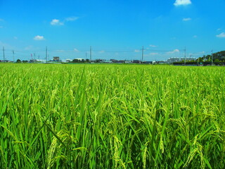 8月の実りの田圃風景