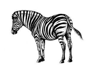 Fototapeta na wymiar graphic background illustration, zebra wild horse
