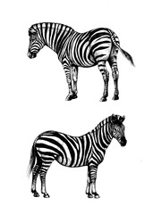 Fototapeta na wymiar set graphic background illustration, zebra wild horse