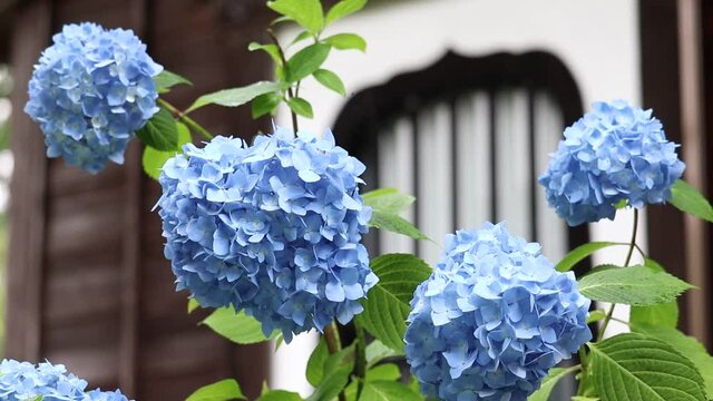 秋田県男鹿市　雲昌寺　紫陽花　あじさい　アジサイ