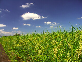 田んぼの稲穂と夏の空