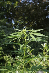 close up of industrial hemp plant