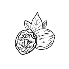 Vector Walnut Outline Illustration, Contour Lines Drawing, Engraving Style, Nut, Open Half Nut and Leaves, Plant, Natural Ingredient.